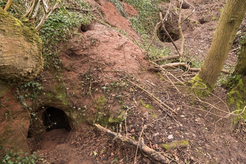 Królicza nora okazała się portalem do podziemnego kompleksu jaskiń /materiały prasowe