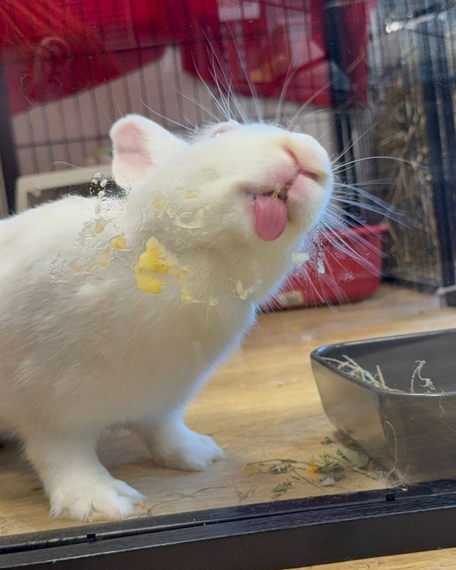 Królik Midi /Stowarzyszenie Pomocy Królikom - Uszata Przystań w Krakowie /