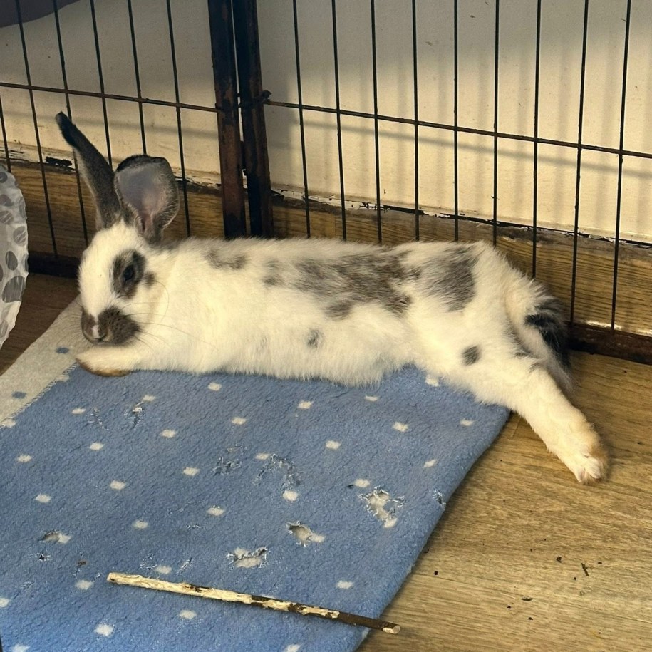 Królik o imieniu Pizza - jeden z mieszkańców Uszatej Przystani /Stowarzyszenie Pomocy Królikom - Uszata Przystań w Krakowie /