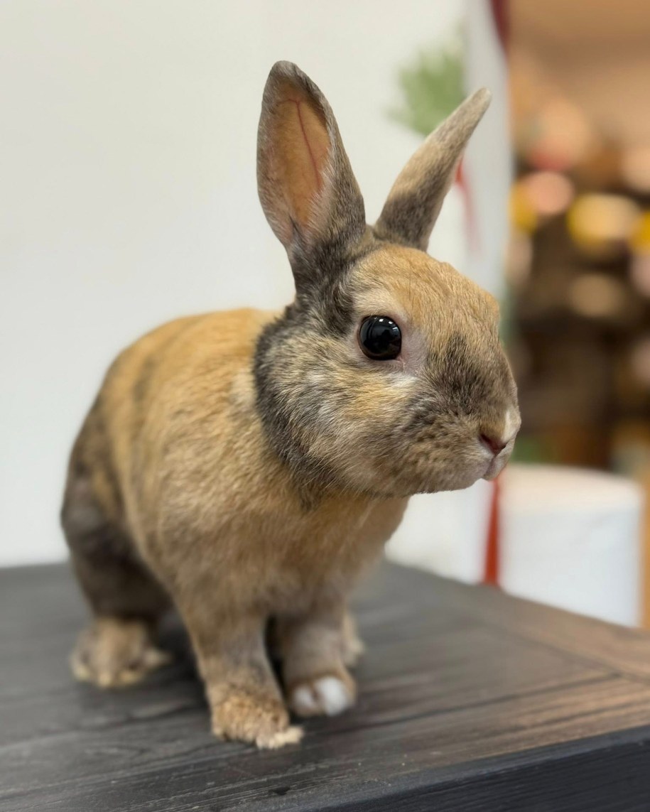 Królik Spritz /Stowarzyszenie Pomocy Królikom - Uszata Przystań w Krakowie /