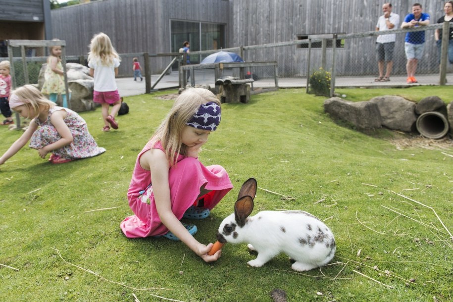 Królik to zwierzę salonowe? /CHRISTIAN BEUTLER /PAP/EPA