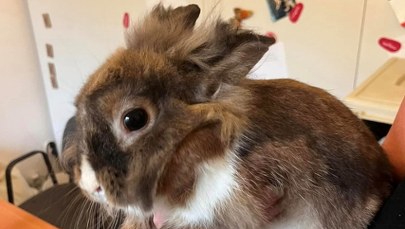 ​Królik w Oknie Życia krakowskiego TOZ. Oleander szuka domu