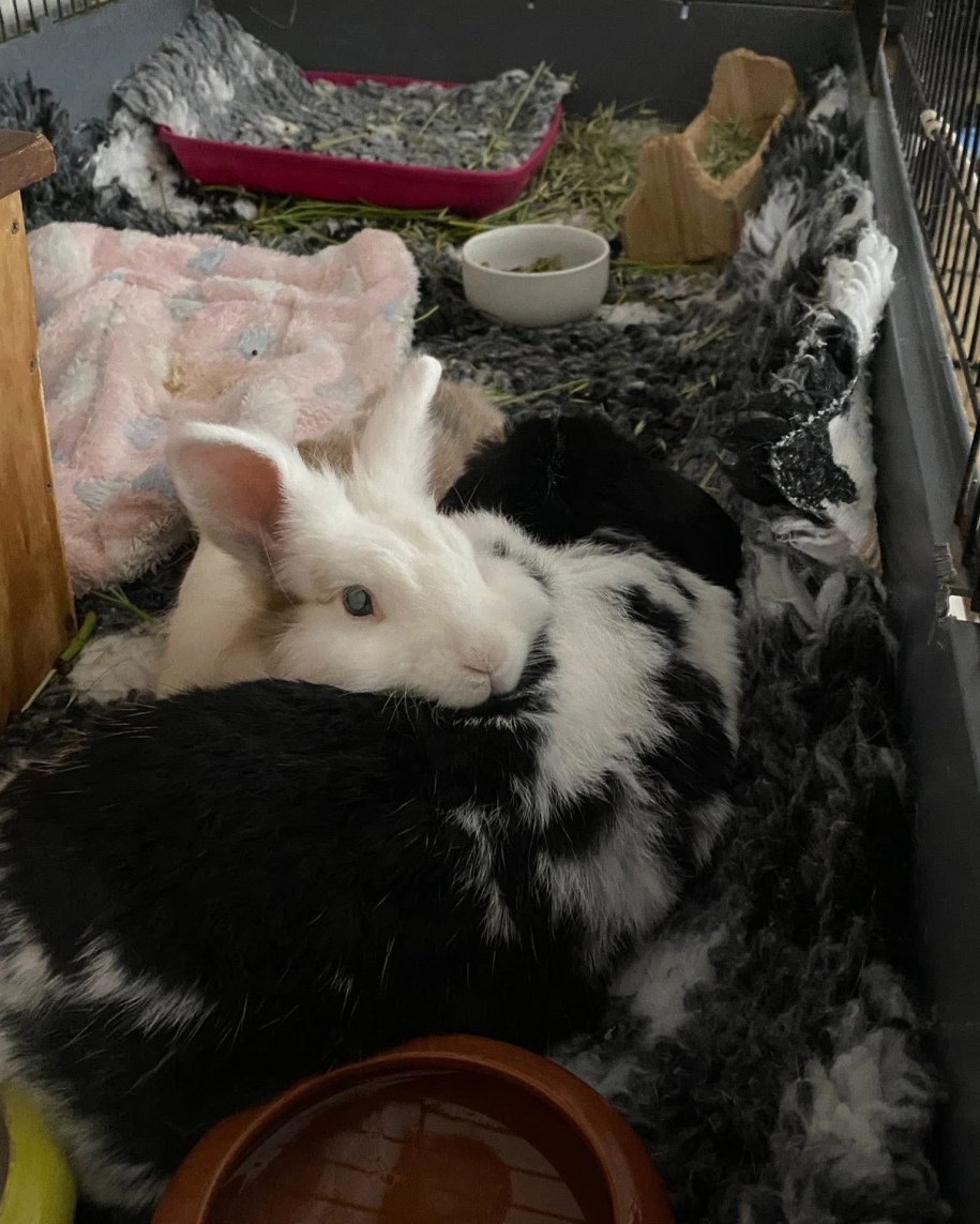 Króliki Wiki i Shaggy /Stowarzyszenie Pomocy Królikom - Uszata Przystań w Krakowie /