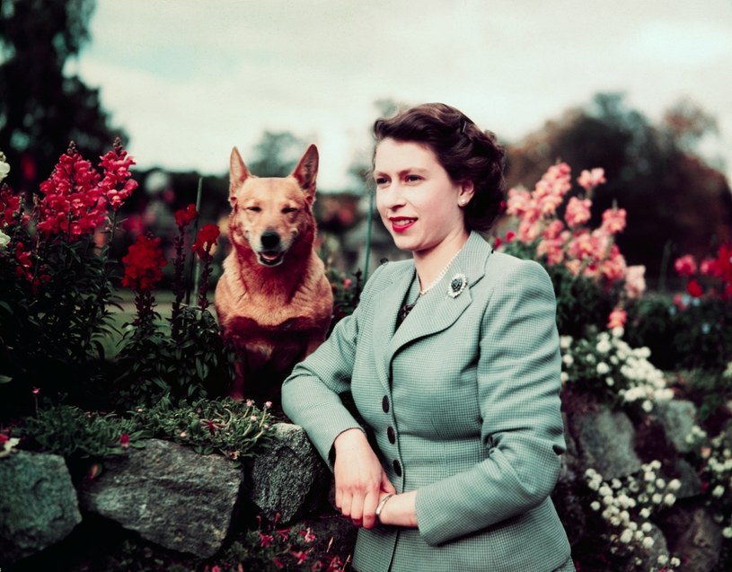 Królowa Anglii Elżbieta II na zamku Balmoral z jednym ze swoich Corgi, 28 września 1952 roku. / Bettmann / Contributor /Getty Images