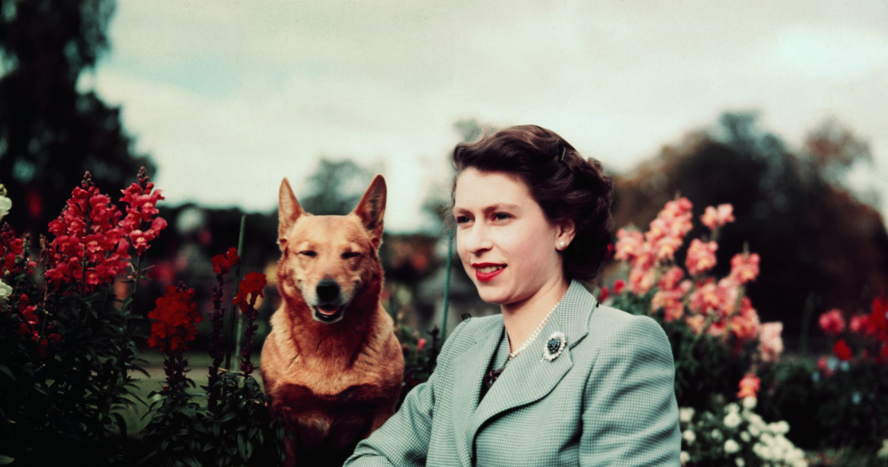 Królowa Anglii Elżbieta II na zamku Balmoral z jednym ze swoich Corgi, 28 września 1952 roku. / Bettmann / Contributor /Getty Images