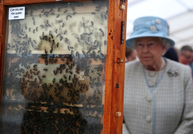 Królowa Elżbieta II hodowała pszczoły /Getty Images