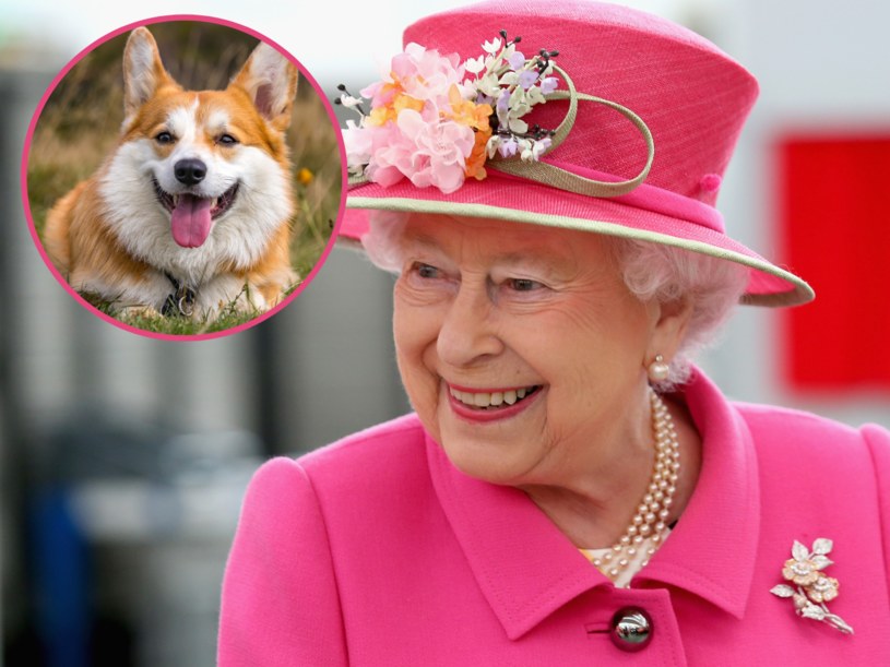 Królowa Elżbieta II kochała psy. Co się stanie z jej pupilami? /Chris Jackson /Getty Images