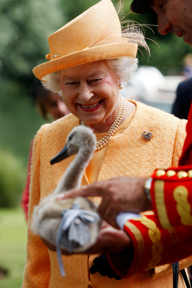 Królowa Elżbieta II z łabędziem /Pool /Getty Images
