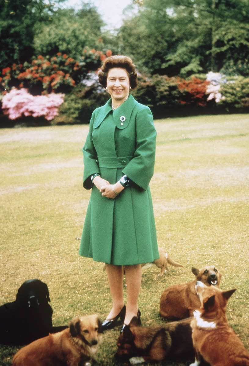 Królowa Elżbieta II z psami /Anwar Hussein /Getty Images