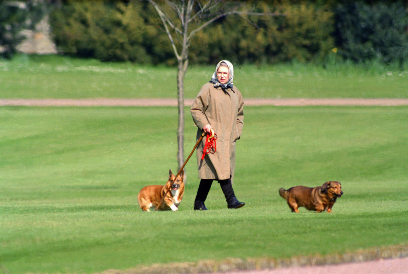 Królowa Elżbieta II z psami /Julian Parker/UK Press  /Getty Images