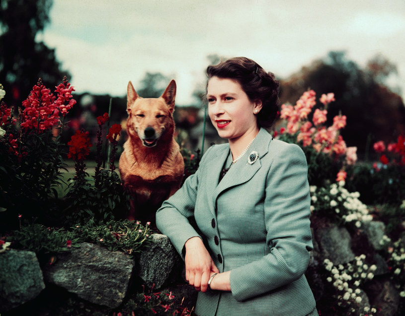 Królowa Elżbieta z jednym ze swoich corgi / Bettmann / Contributor /Getty Images