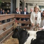 Królowa Matylda pośród krów i ciągników. Udowadnia, że na elegancję zawsze jest miejsce 
