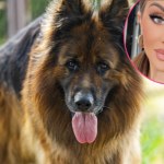 Aleksandra Szafrańska "Królowa życia" oddała swoje psy do schroniska. Służyły jej tylko do promowania się?