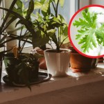 Królowała na parapetach w PRL-u. Napar i nalewka działają jak lek