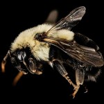 Królowe trzmieli nie giną pod wodą. Dokonują tam cudu