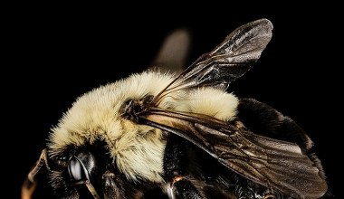 Królowe trzmieli nie giną pod wodą. Dokonują tam cudu
