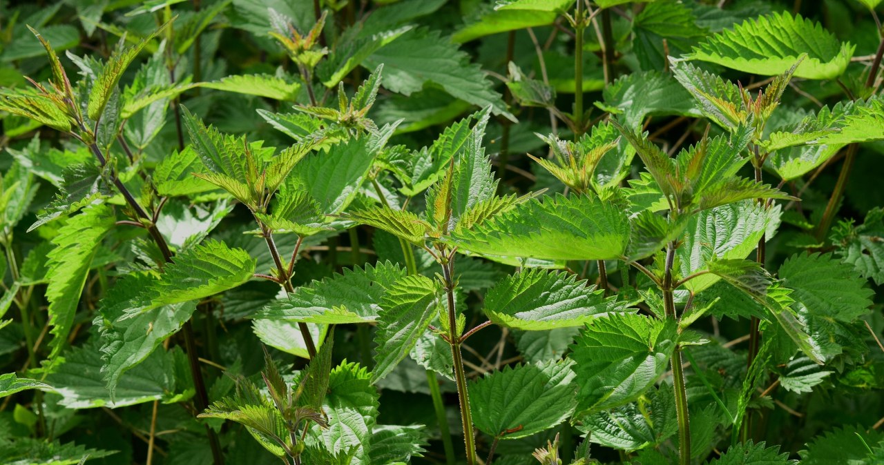 Кропива містить багато цінних речовин, завдяки чому вона є потужним природним засобом для підтримки здоров’я /pixabay.com