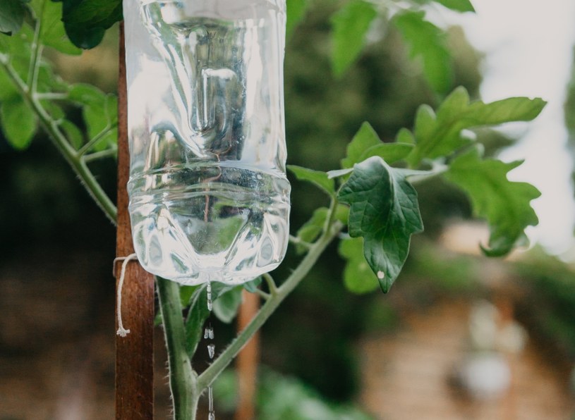 "Kroplówka" z butelki? To tanie i proste rozwiązanie na podlewanie roślin w czasie urlopu /123RF/PICSEL