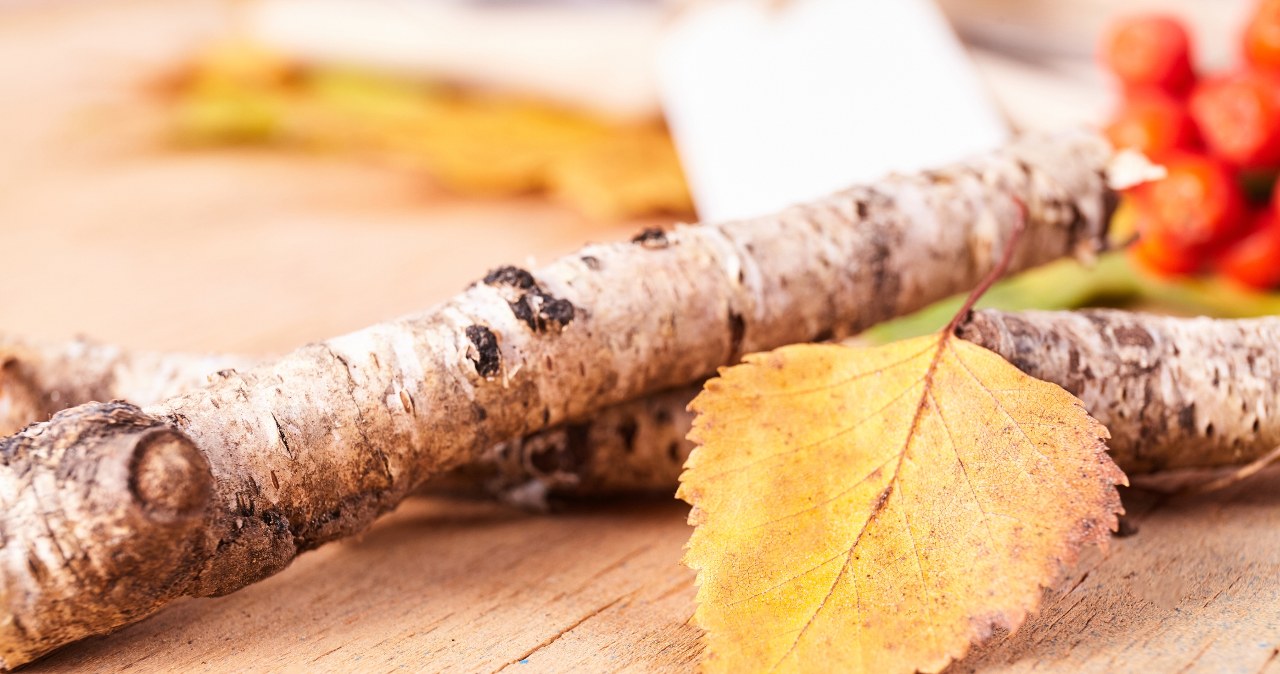 Krótki rytuał ochronny z gałęzią brzozy pomaga uniknąć poważnych problemów. Przynajmniej tak uważały nasze prababki /Pixel