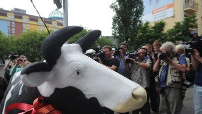 Krowa dla posłów PiS za postawę wobec uboju rytualnego