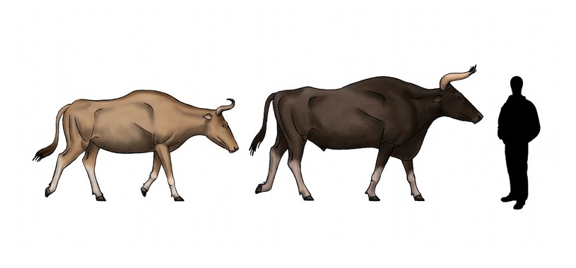Krowa i byk kupreja w porównaniu z człowiekiem /DFoidl /Wikimedia