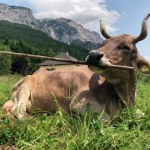 narzędzia Krowa, która świadomie używa narzędzi. Weronika obaliła liczne stereotypy