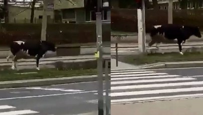 Krowa Myćka uciekła z kliniki. Spacerowała po Wrocławiu