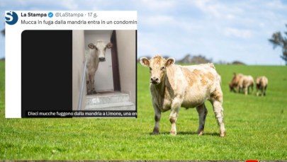 Krowa na gigancie. Niewiarygodne, gdzie uciekła!