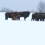 Krowa na gigancie. Trzy miesiące żyje ze stadem żubrów w Białowieży