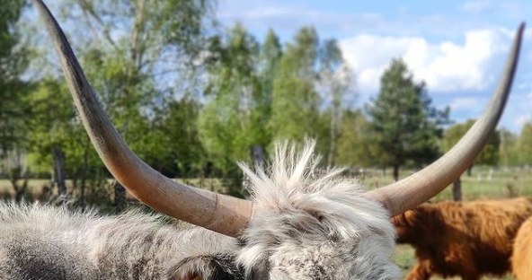 Krowa Pawła Bodziannego /Instagram/pawelfarmer  /Instagram