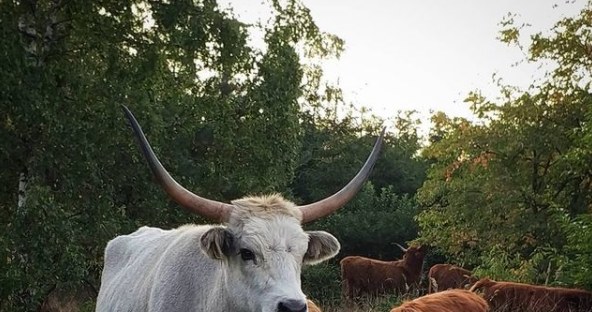 Krowa Pawła Bodziannego /Instagram/pawelfarmer  /Instagram