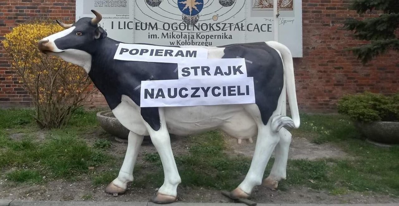 Krowa popiera strajk nauczycieli