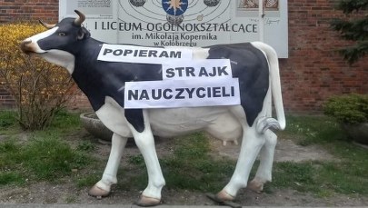 Krowa popiera strajk nauczycieli