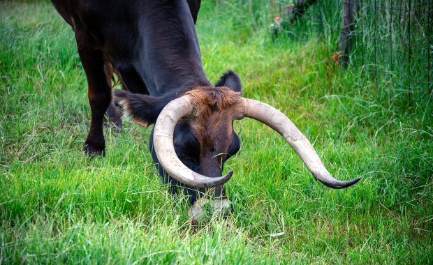 Krowa siała popłoch na ulicach. Wbiegała nawet do sklepów