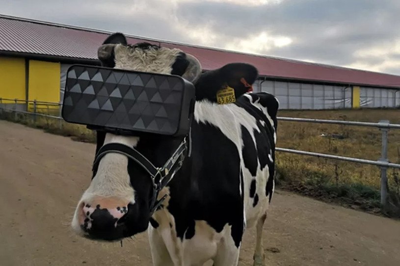 Krowa z goglami VR / fot. Ministry of Agriculture and Food of the Moscow Region /materiał zewnętrzny