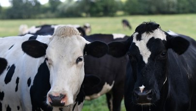 Krowa z wścieklizną. Już 33. ognisko choroby w Lubelskiem