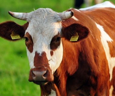 Krowa złamała unijne prawo i grozi jej uśpienie. Tysiące podpisów pod petycją