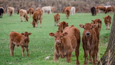 "Krowi covid" dziesiątkuje bydło w Hiszpanii