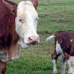 Krowy a ocieplenie klimatu