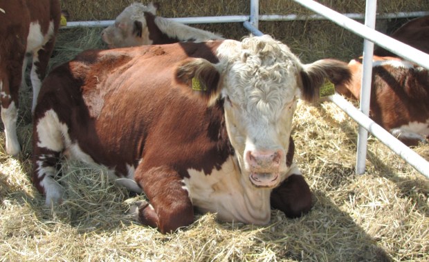 Krowy będą wysyłać... SMS-y