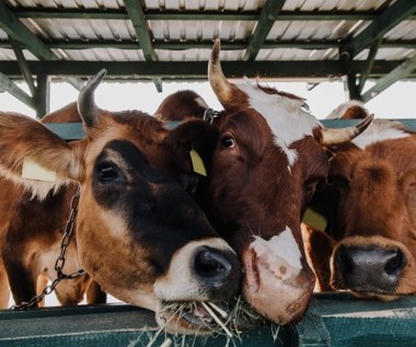 Krowy mają być bardziej "eko". Jest pomysł by zmniejszyć emisje z hodowli