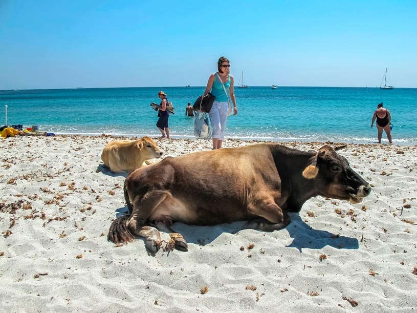 Krowy na korsykańskich plażach to normalny widok. Jak dotąd jednak nie atakowały tak często ludzi /Fratma/Marka/Universal Images Group /Getty Images