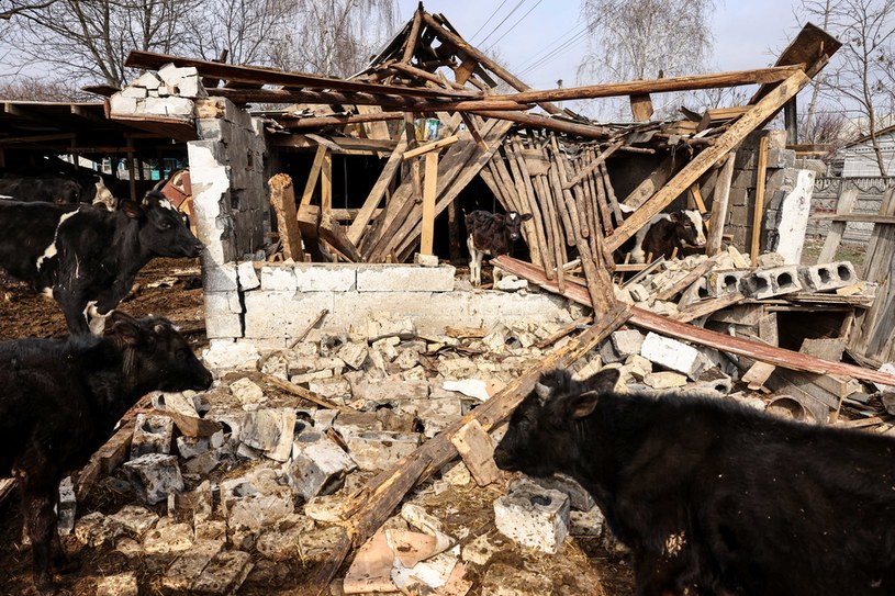 Krowy na zniszczonej farmie na obrzeżach Kijowa /RONALDO SCHEMIDT /AFP