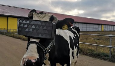 Krowy otrzymały na oczy zestaw do wirtualnej rzeczywistości