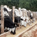 Krowy skrywają lek na wirusa HIV?