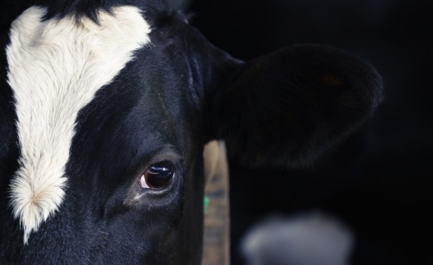 Krowy tonęły we własnych odchodach. Jest wyrok więzienia dla matki i syna