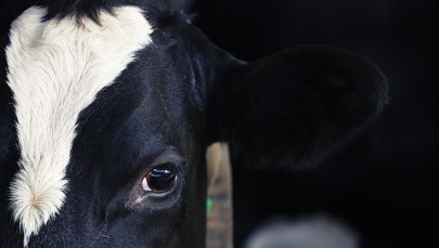 Krowy tonęły we własnych odchodach. Jest wyrok więzienia dla matki i syna