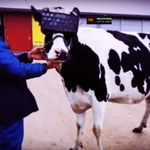 Krowy w Rosji noszą gogle rzeczywistości wirtualnej
