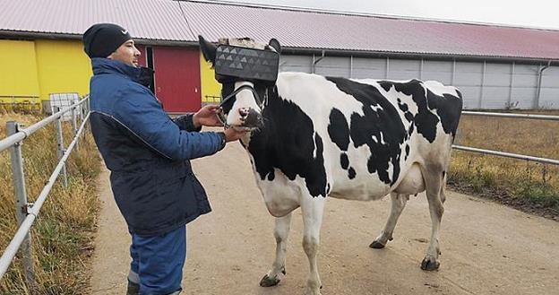 Krowy w Rosji otrzymały zestawy VR /picture-alliance/dpa/Int.Agrarindustrie- u Milchforum /Deutsche Welle