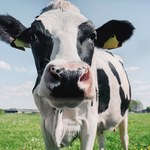 Krowy wiezione na rzeź uśpiono. Sprawę bada prokuratura 